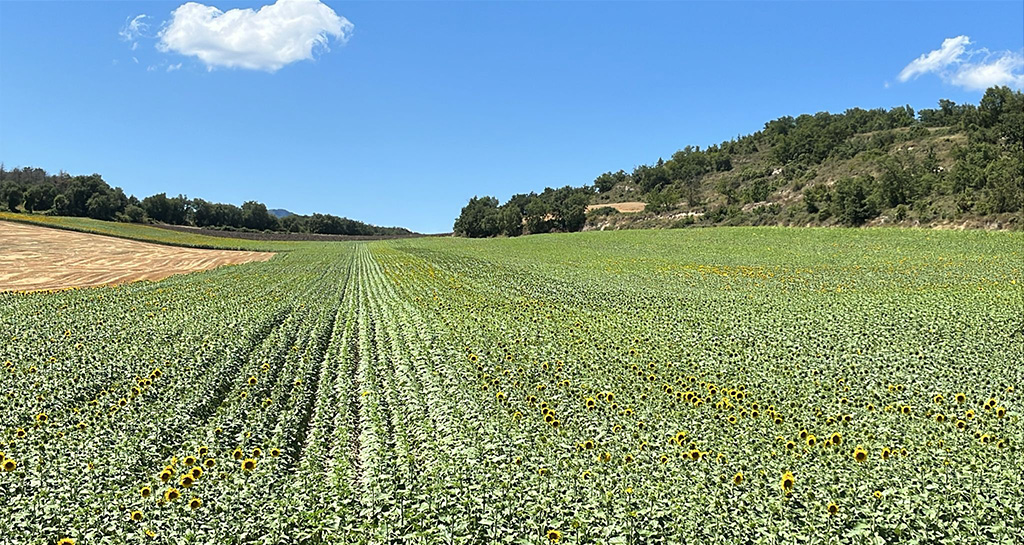 Ensayo variedades girasol alto oleico 2024-2025