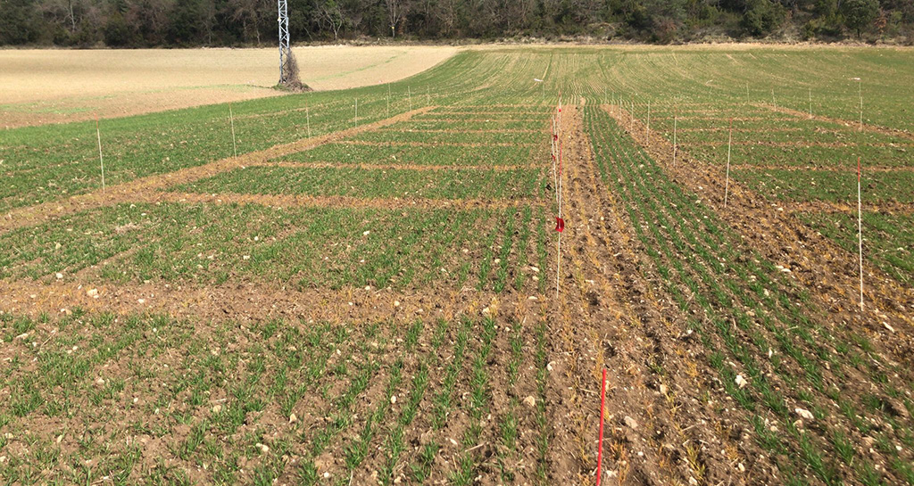Ensayo protectores de cultivo herramientas contra vallico resistente 2024-2025
